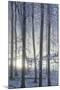 Hoarfrost in the Viennese Wood, Badener Lindkogel, Austria-Rainer Mirau-Mounted Photographic Print