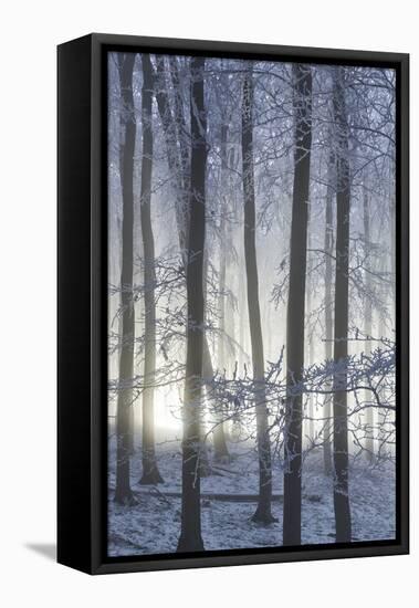 Hoarfrost in the Viennese Wood, Badener Lindkogel, Austria-Rainer Mirau-Framed Stretched Canvas