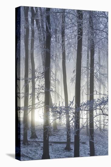 Hoarfrost in the Viennese Wood, Badener Lindkogel, Austria-Rainer Mirau-Stretched Canvas