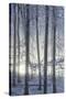 Hoarfrost in the Viennese Wood, Badener Lindkogel, Austria-Rainer Mirau-Stretched Canvas