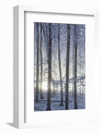 Hoarfrost in the Viennese Wood, Badener Lindkogel, Austria-Rainer Mirau-Framed Photographic Print