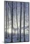 Hoarfrost in the Viennese Wood, Badener Lindkogel, Austria-Rainer Mirau-Mounted Photographic Print