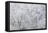 Hoarfrost in the Viennese Wood, Helenental, Baden Near Vienna, Austria-Rainer Mirau-Framed Stretched Canvas