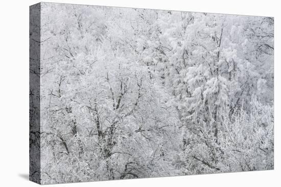 Hoarfrost in the Viennese Wood, Helenental, Baden Near Vienna, Austria-Rainer Mirau-Stretched Canvas