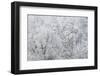 Hoarfrost in the Viennese Wood, Helenental, Baden Near Vienna, Austria-Rainer Mirau-Framed Photographic Print