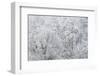 Hoarfrost in the Viennese Wood, Helenental, Baden Near Vienna, Austria-Rainer Mirau-Framed Photographic Print