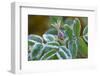 Hoarfrost on a rose bud-Paivi Vikstrom-Framed Photographic Print