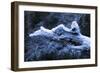 Hoarfrost on Dead Wood-Klaus Scholz-Framed Photographic Print