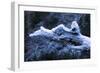 Hoarfrost on Dead Wood-Klaus Scholz-Framed Photographic Print