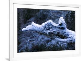 Hoarfrost on Dead Wood-Klaus Scholz-Framed Photographic Print