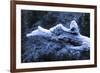 Hoarfrost on Dead Wood-Klaus Scholz-Framed Photographic Print