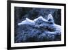 Hoarfrost on Dead Wood-Klaus Scholz-Framed Photographic Print