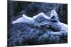 Hoarfrost on Dead Wood-Klaus Scholz-Mounted Photographic Print
