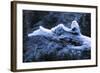 Hoarfrost on Dead Wood-Klaus Scholz-Framed Photographic Print