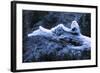 Hoarfrost on Dead Wood-Klaus Scholz-Framed Photographic Print