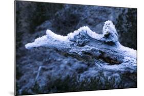 Hoarfrost on Dead Wood-Klaus Scholz-Mounted Photographic Print