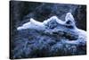 Hoarfrost on Dead Wood-Klaus Scholz-Stretched Canvas