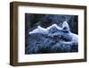 Hoarfrost on Dead Wood-Klaus Scholz-Framed Photographic Print