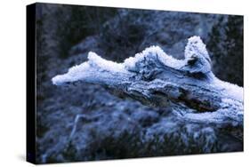 Hoarfrost on Dead Wood-Klaus Scholz-Stretched Canvas