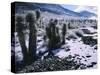 Hoarfrost on Joshua Trees, Racetrack Valley, Death Valley National Park, California, USA-Scott T. Smith-Stretched Canvas