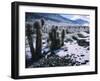 Hoarfrost on Joshua Trees, Racetrack Valley, Death Valley National Park, California, USA-Scott T. Smith-Framed Photographic Print