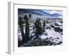 Hoarfrost on Joshua Trees, Racetrack Valley, Death Valley National Park, California, USA-Scott T. Smith-Framed Photographic Print