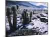 Hoarfrost on Joshua Trees, Racetrack Valley, Death Valley National Park, California, USA-Scott T. Smith-Mounted Photographic Print