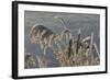 Hoarfrost-null-Framed Photographic Print