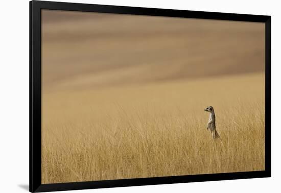 Hoarusib Valley, Namibia. Africa. a Meerkat Stands Tall in the Prairie-Janet Muir-Framed Photographic Print