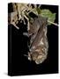 Hoary Bat Perched, Near Portal, Arizona, USA-James Hager-Stretched Canvas