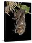 Hoary Bat Perched, Near Portal, Arizona, USA-James Hager-Stretched Canvas