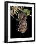 Hoary Bat Perched, Near Portal, Arizona, USA-James Hager-Framed Photographic Print