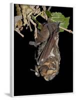 Hoary Bat Perched, Near Portal, Arizona, USA-James Hager-Framed Photographic Print