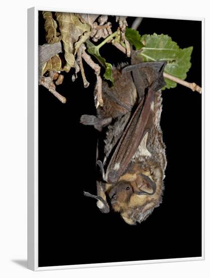 Hoary Bat Perched, Near Portal, Arizona, USA-James Hager-Framed Photographic Print