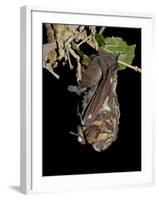 Hoary Bat Perched, Near Portal, Arizona, USA-James Hager-Framed Photographic Print