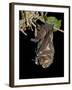 Hoary Bat Perched, Near Portal, Arizona, USA-James Hager-Framed Photographic Print