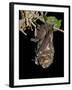 Hoary Bat Perched, Near Portal, Arizona, USA-James Hager-Framed Photographic Print
