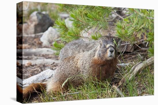 Hoary Marmot, Largest North American Ground Squirrel, Alaska Basin-Howie Garber-Stretched Canvas