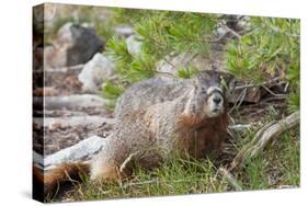 Hoary Marmot, Largest North American Ground Squirrel, Alaska Basin-Howie Garber-Stretched Canvas
