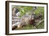 Hoary Marmot, Largest North American Ground Squirrel, Alaska Basin-Howie Garber-Framed Photographic Print