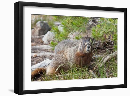 Hoary Marmot, Largest North American Ground Squirrel, Alaska Basin-Howie Garber-Framed Photographic Print