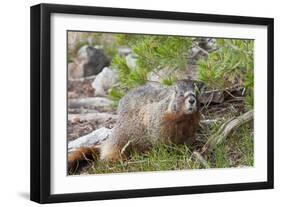 Hoary Marmot, Largest North American Ground Squirrel, Alaska Basin-Howie Garber-Framed Photographic Print