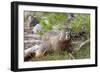 Hoary Marmot, Largest North American Ground Squirrel, Alaska Basin-Howie Garber-Framed Photographic Print