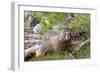 Hoary Marmot, Largest North American Ground Squirrel, Alaska Basin-Howie Garber-Framed Photographic Print