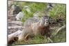 Hoary Marmot, Largest North American Ground Squirrel, Alaska Basin-Howie Garber-Mounted Photographic Print