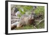 Hoary Marmot, Largest North American Ground Squirrel, Alaska Basin-Howie Garber-Framed Photographic Print