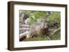 Hoary Marmot, Largest North American Ground Squirrel, Alaska Basin-Howie Garber-Framed Photographic Print