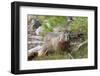 Hoary Marmot, Largest North American Ground Squirrel, Alaska Basin-Howie Garber-Framed Photographic Print