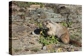 Hoary Marmot (Marmota Caligata) Eating Flowers, Glacier Np, Montana, USA-Mark Taylor-Stretched Canvas