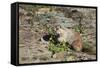 Hoary Marmot (Marmota Caligata) Eating Flowers, Glacier Np, Montana, USA-Mark Taylor-Framed Stretched Canvas